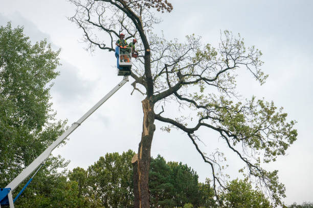 Best Tree Maintenance Programs  in Attla, AL