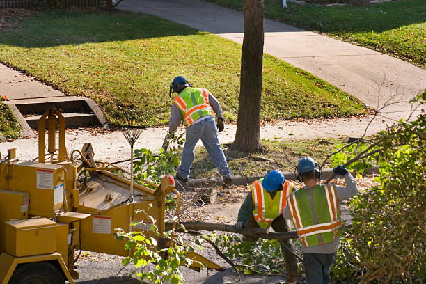 Trusted Attalla, AL  Tree Services Experts